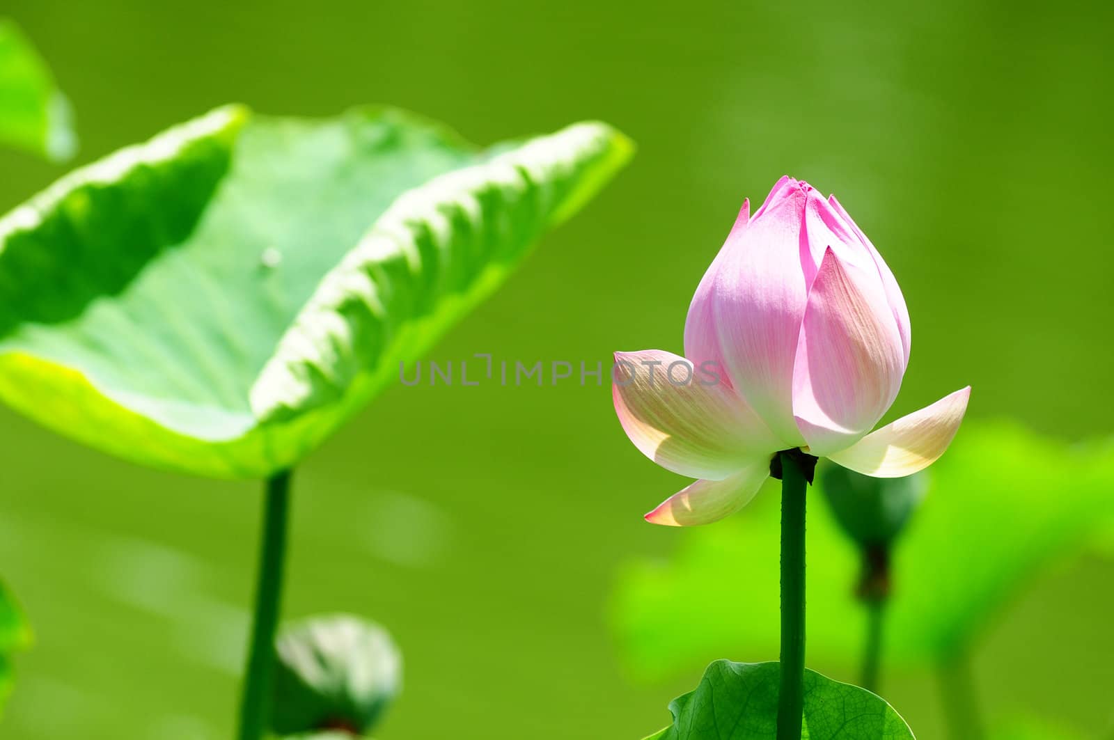 Pink lotus flower blooming in pond in the summer