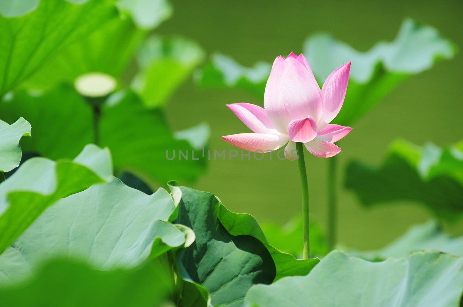 Pink lotus flower blooming in pond in the summer