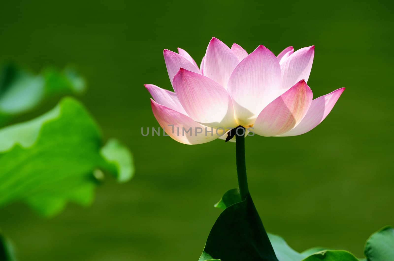 Pink lotus flower blooming in pond in the summer