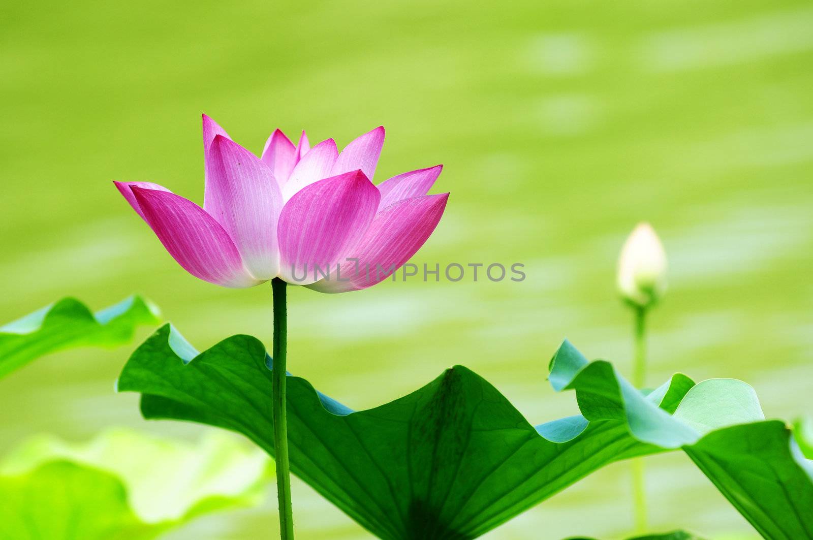 Pink lotus flower blooming in pond in the summer