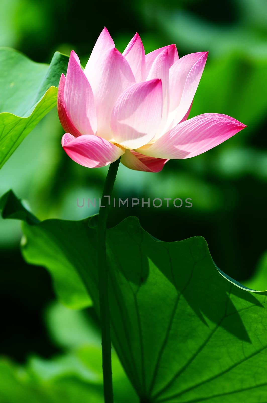 Pink lotus flower blooming in pond in the summer
