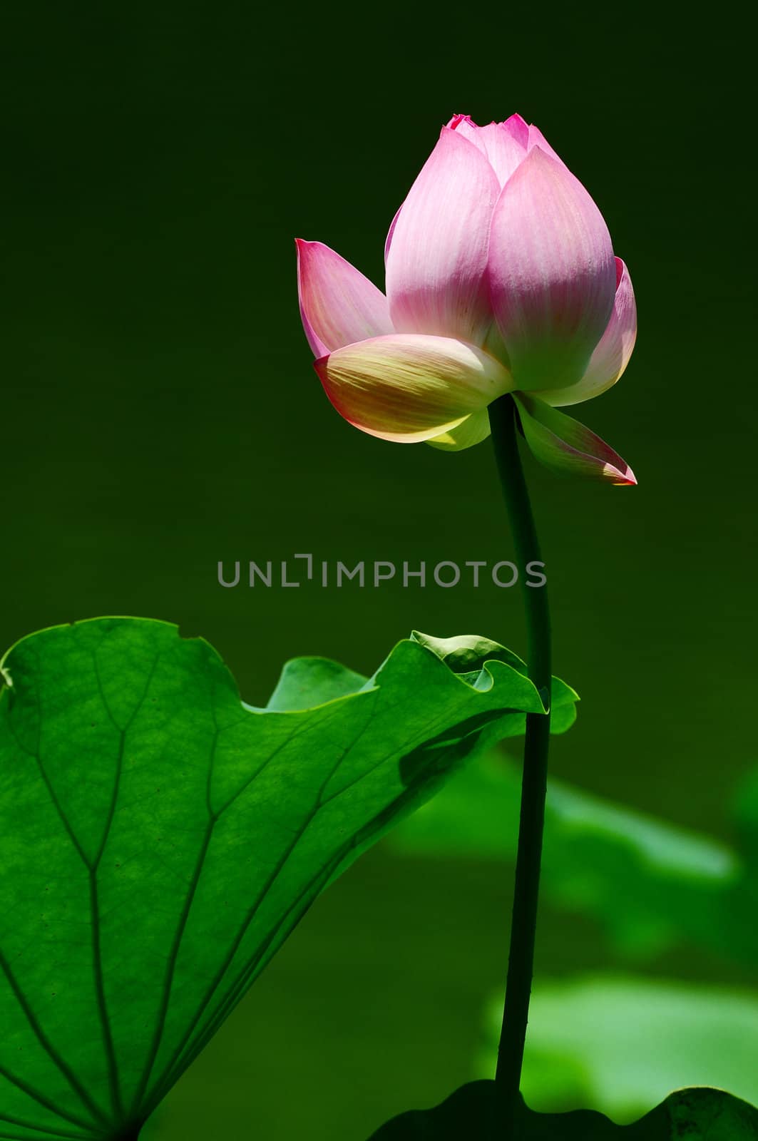 Pink lotus flower blooming in pond in the summer