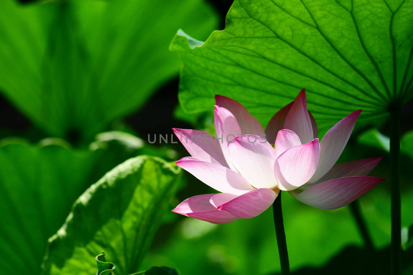 Pink lotus flower blooming in pond in the summer