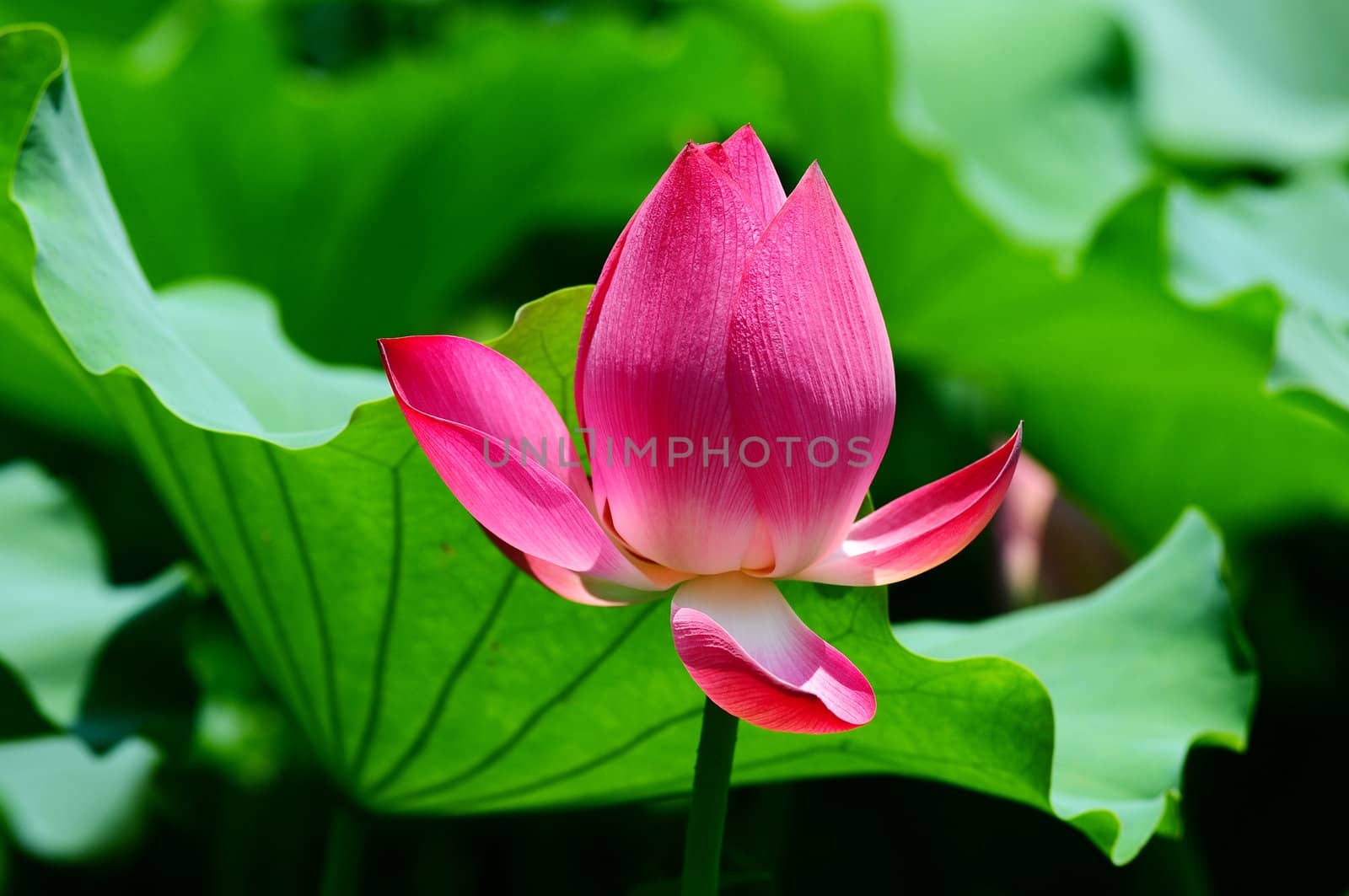 Pink lotus flower blooming in pond in the summer