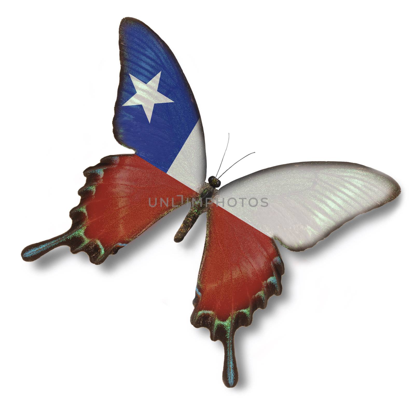 Chile flag on butterfly isolated on white