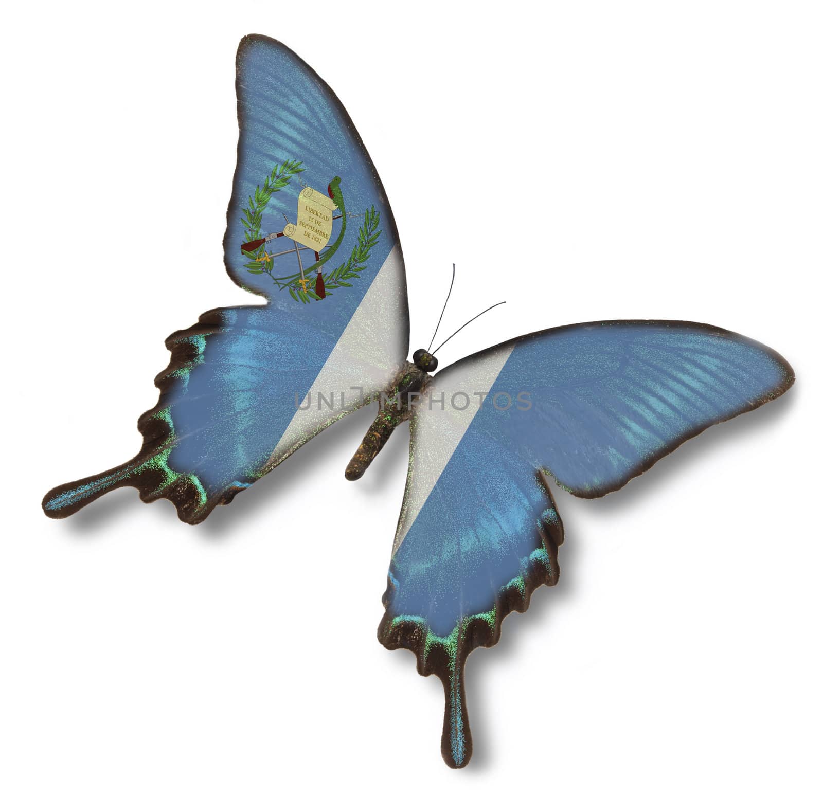 Guatemala flag on butterfly isolated on white