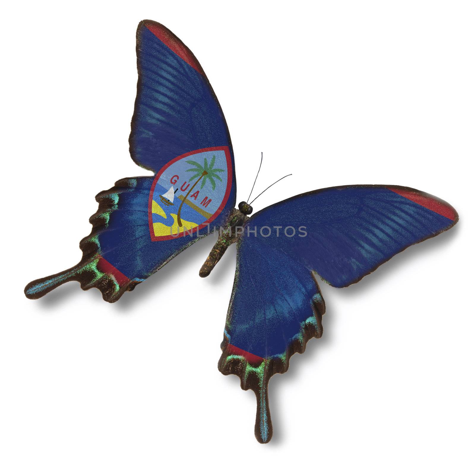 Guam flag on butterfly isolated on white