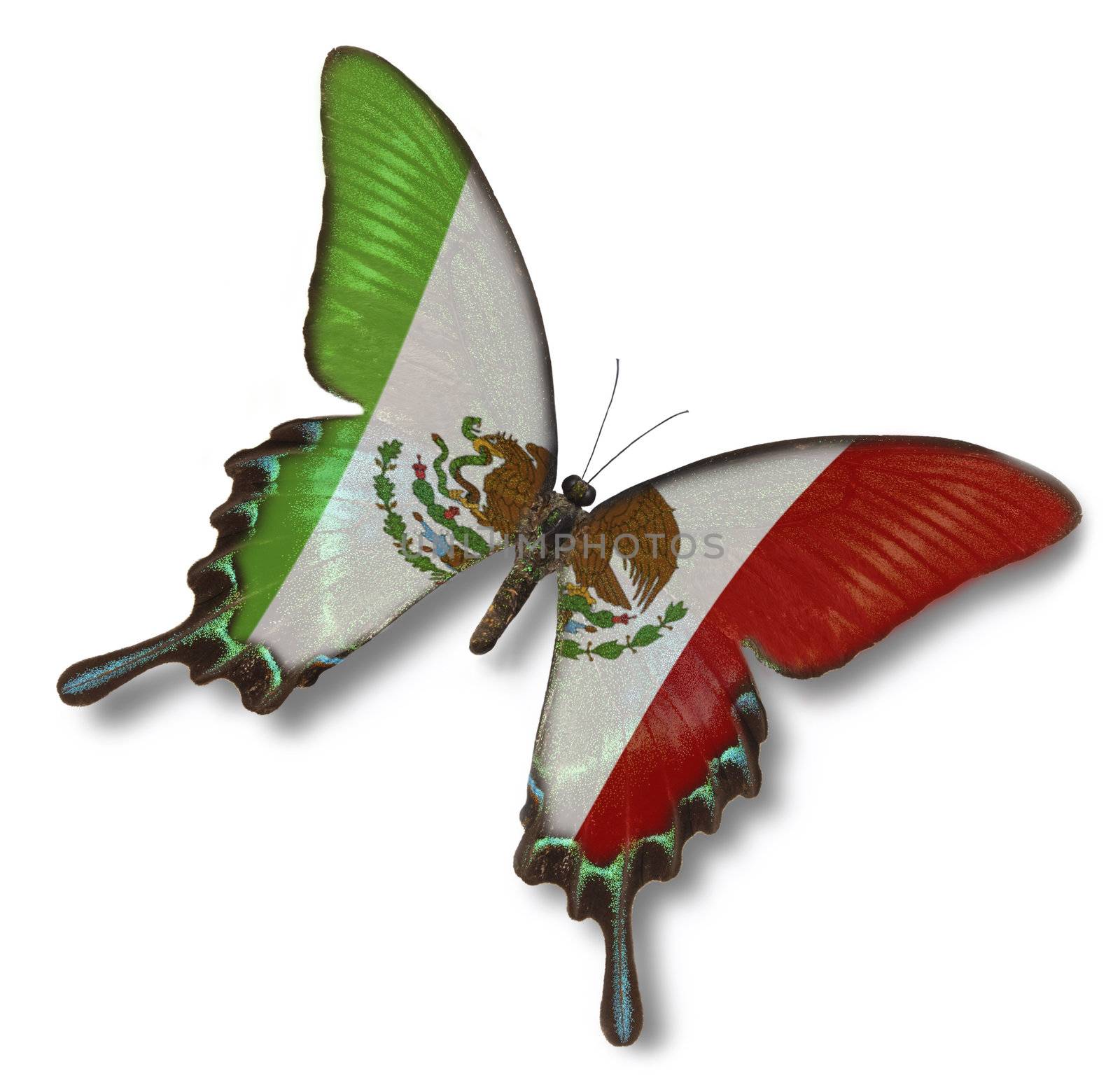 Mexican flag on butterfly isolated on white