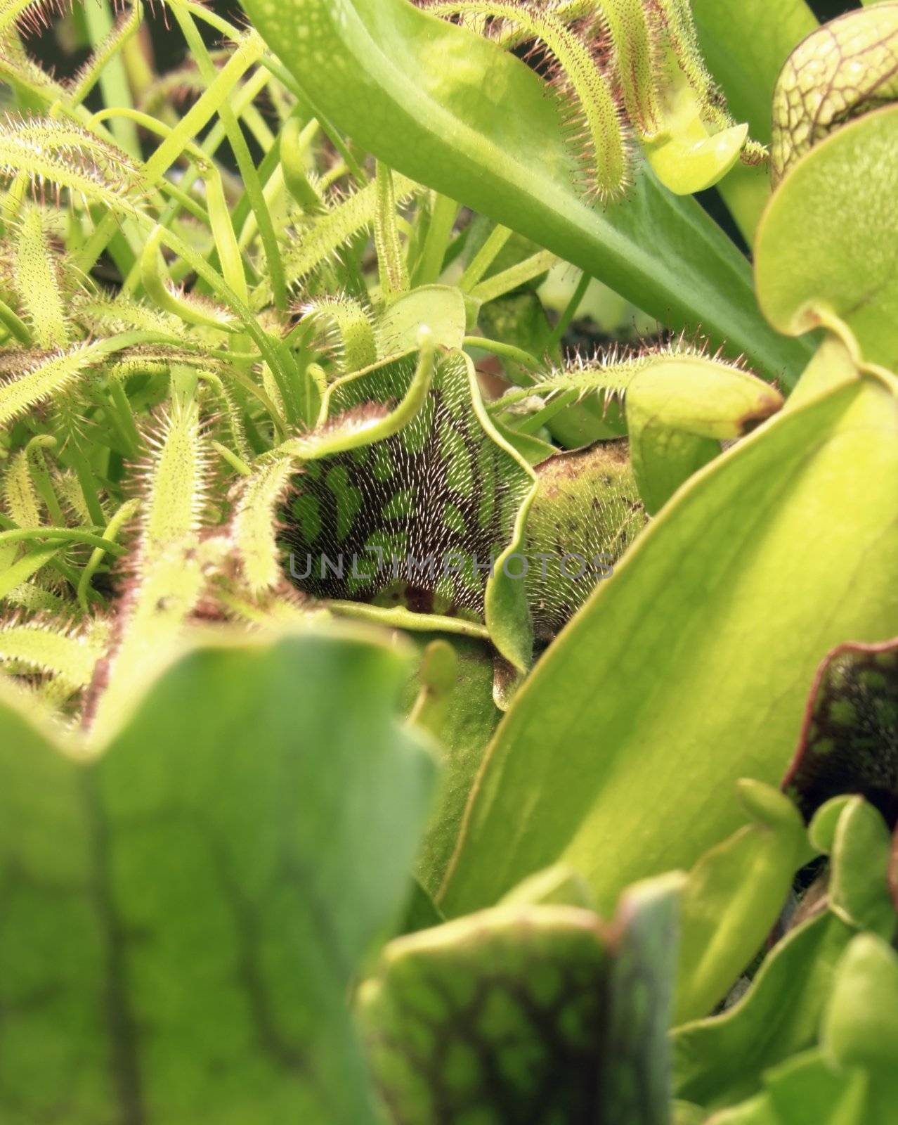 carnivorous plants by gewoldi