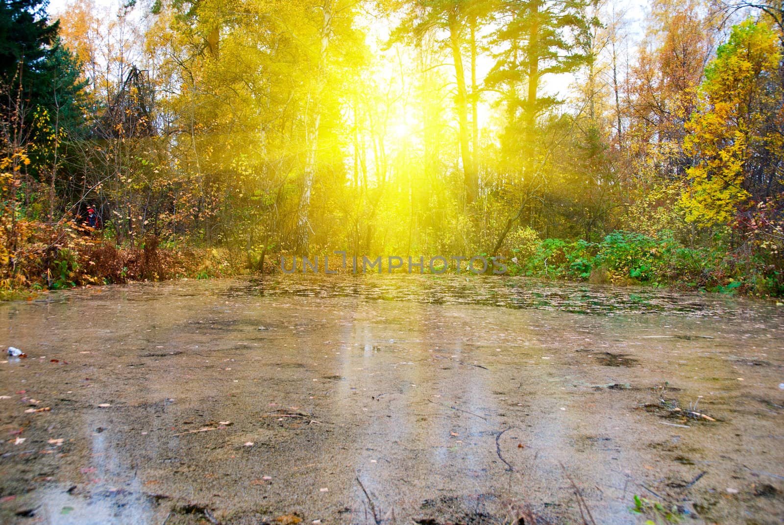Bog at autumn sunlight forest landscape
