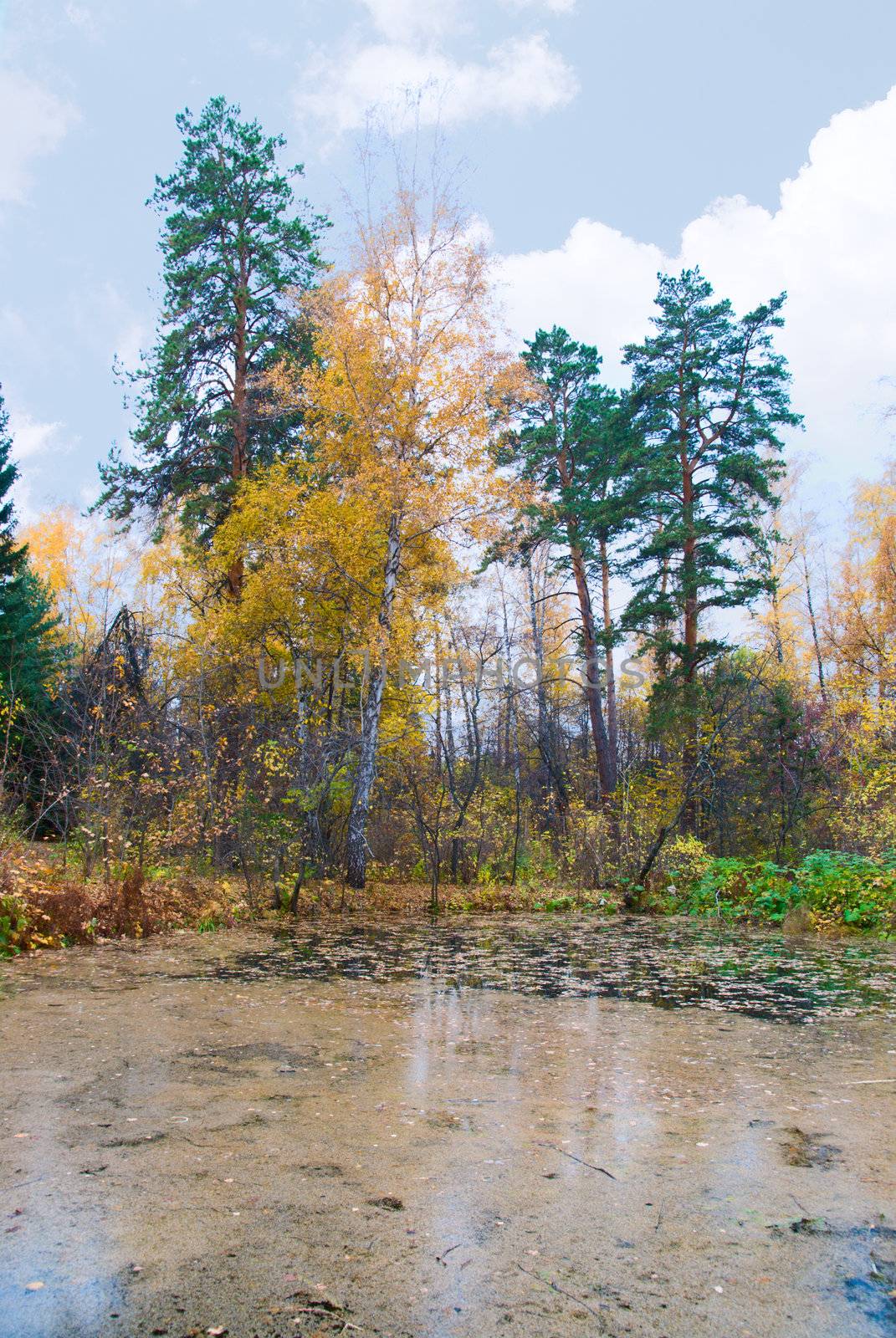 Bog at autumn forest landscape