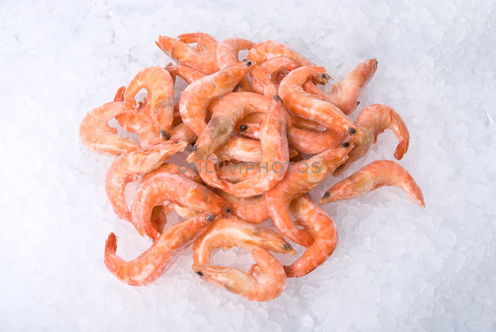 King shrimps at fishmarket on ice background
