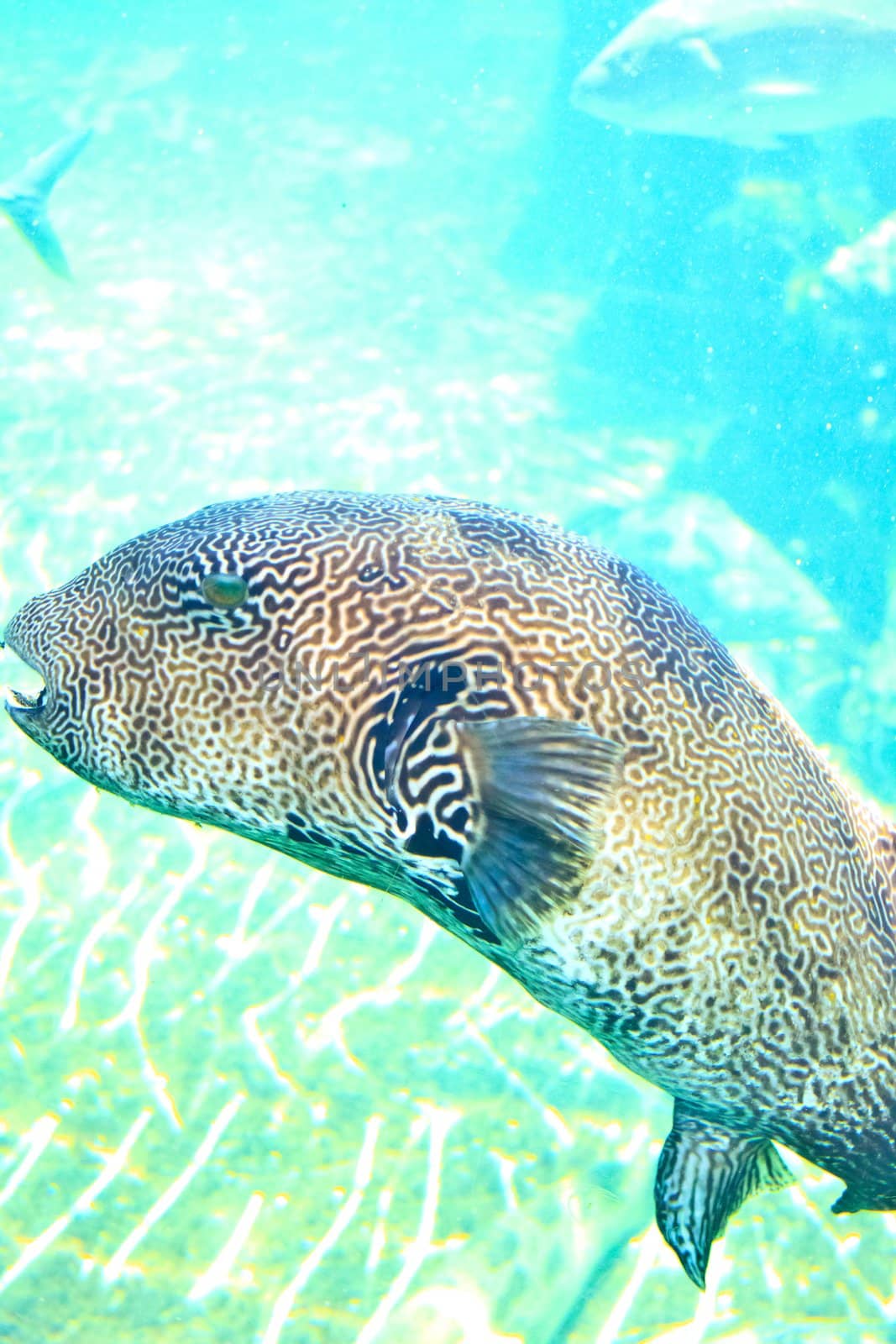 fish  in the aquarium of Rayong province,Thailand 