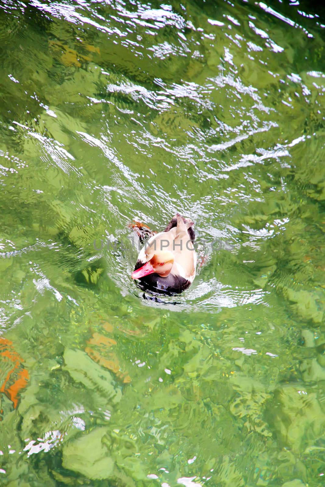 A Swimming Duck in a Lake.