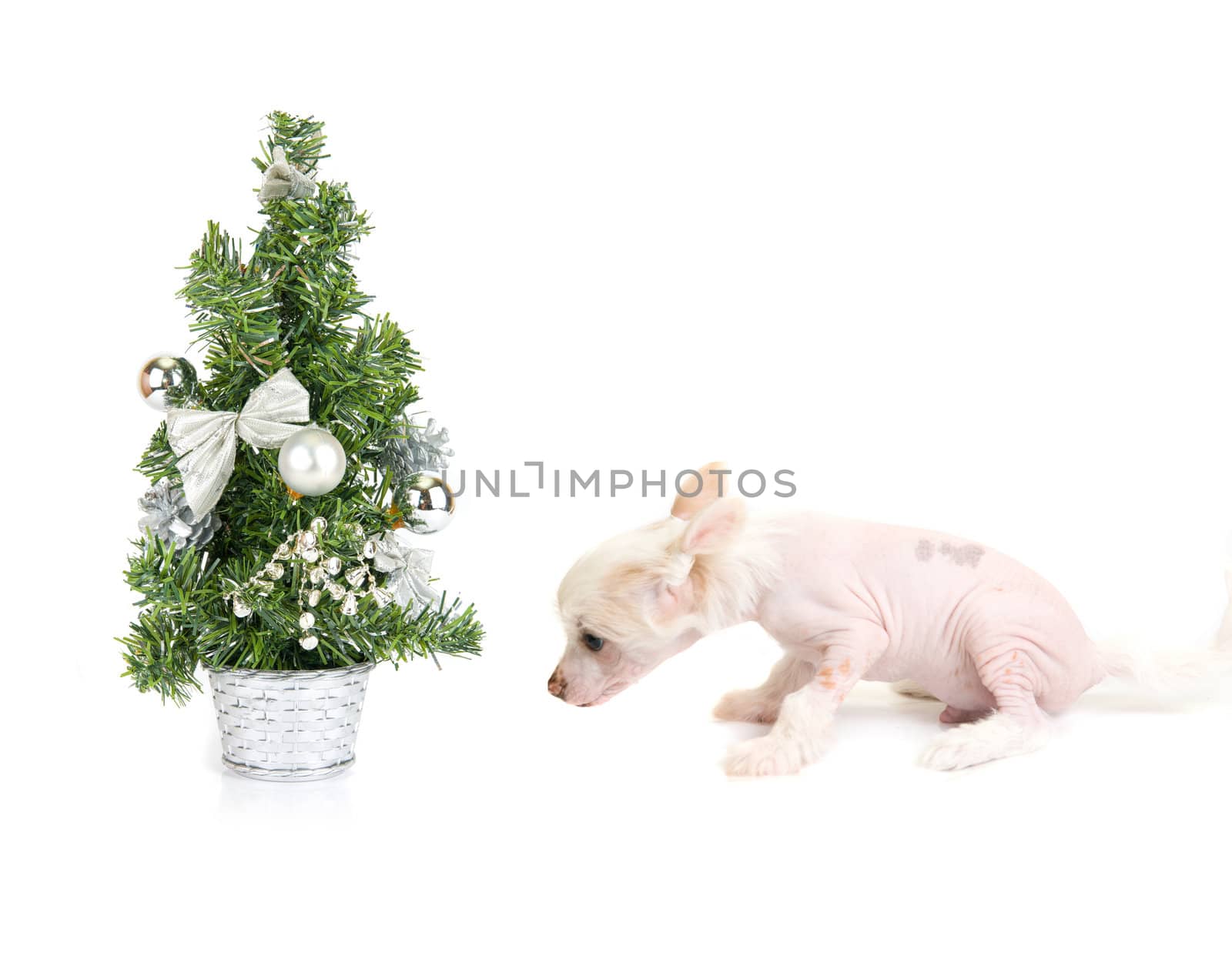 Chinese Crested puppy with firtree isolated on a white