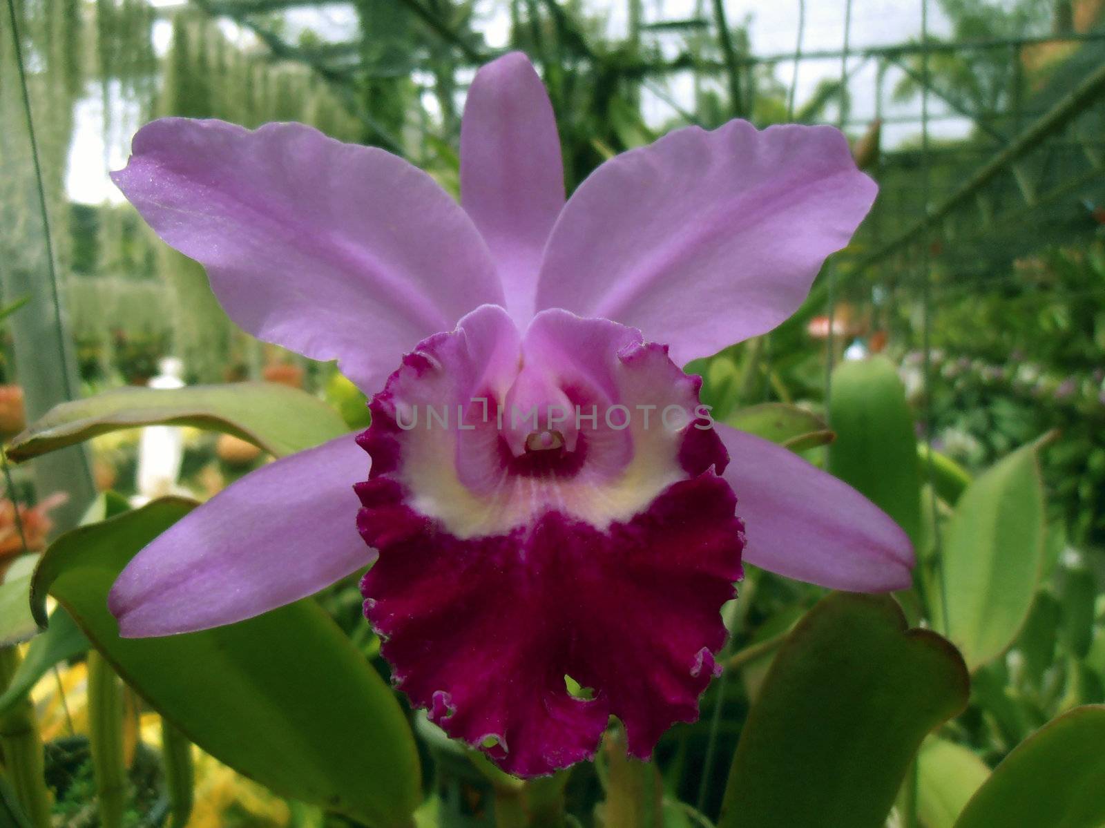 The Orchid flower in the greenhouse. Chonburi, Thailand, 2012. The Orchidaceae or orchid family is a diverse and widespread family of flowering plants with colorful and fragrant blooms.