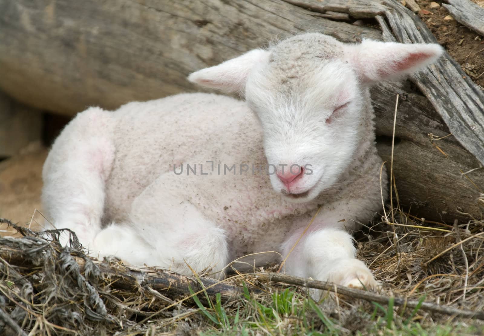 young lamb on the farm by clearviewstock