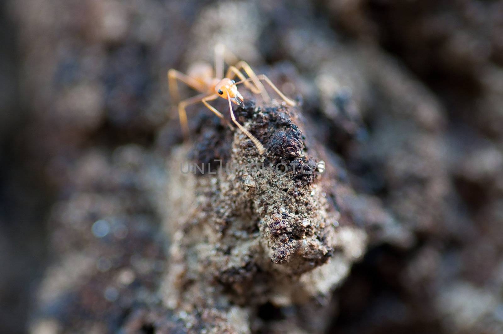 red ants teamwork in the garden 