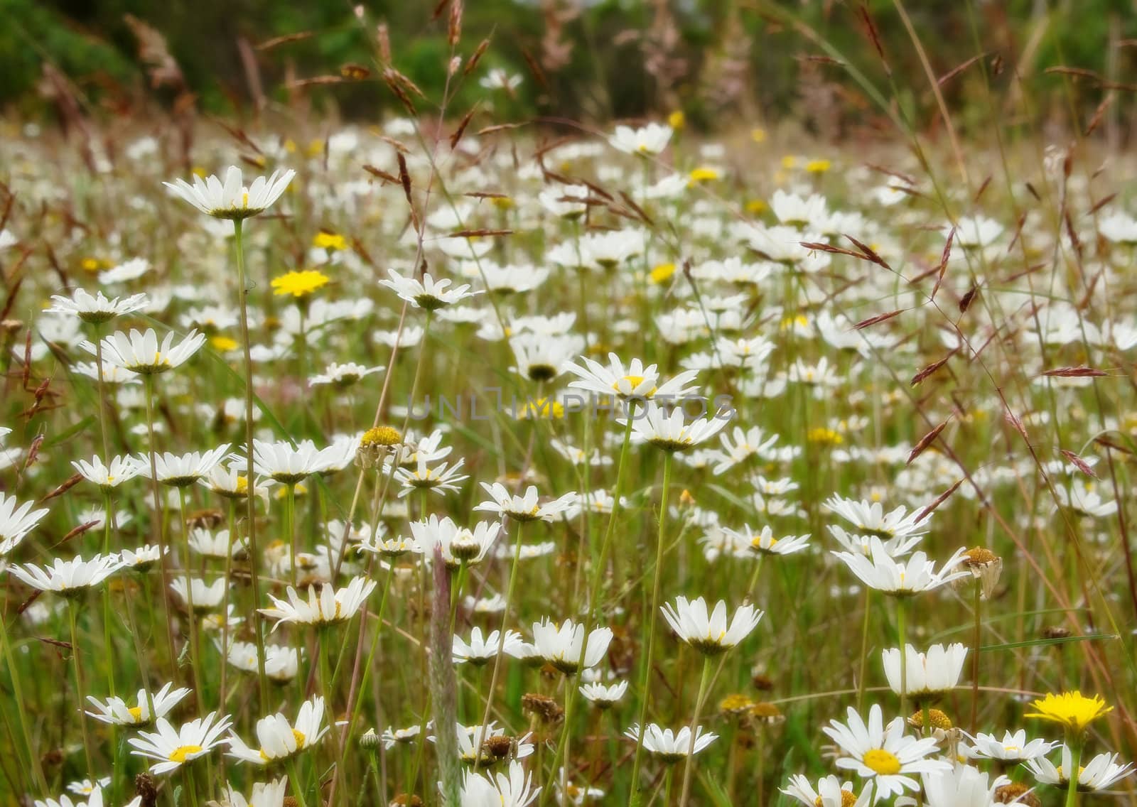 beautiful field of soft white daisy flowers