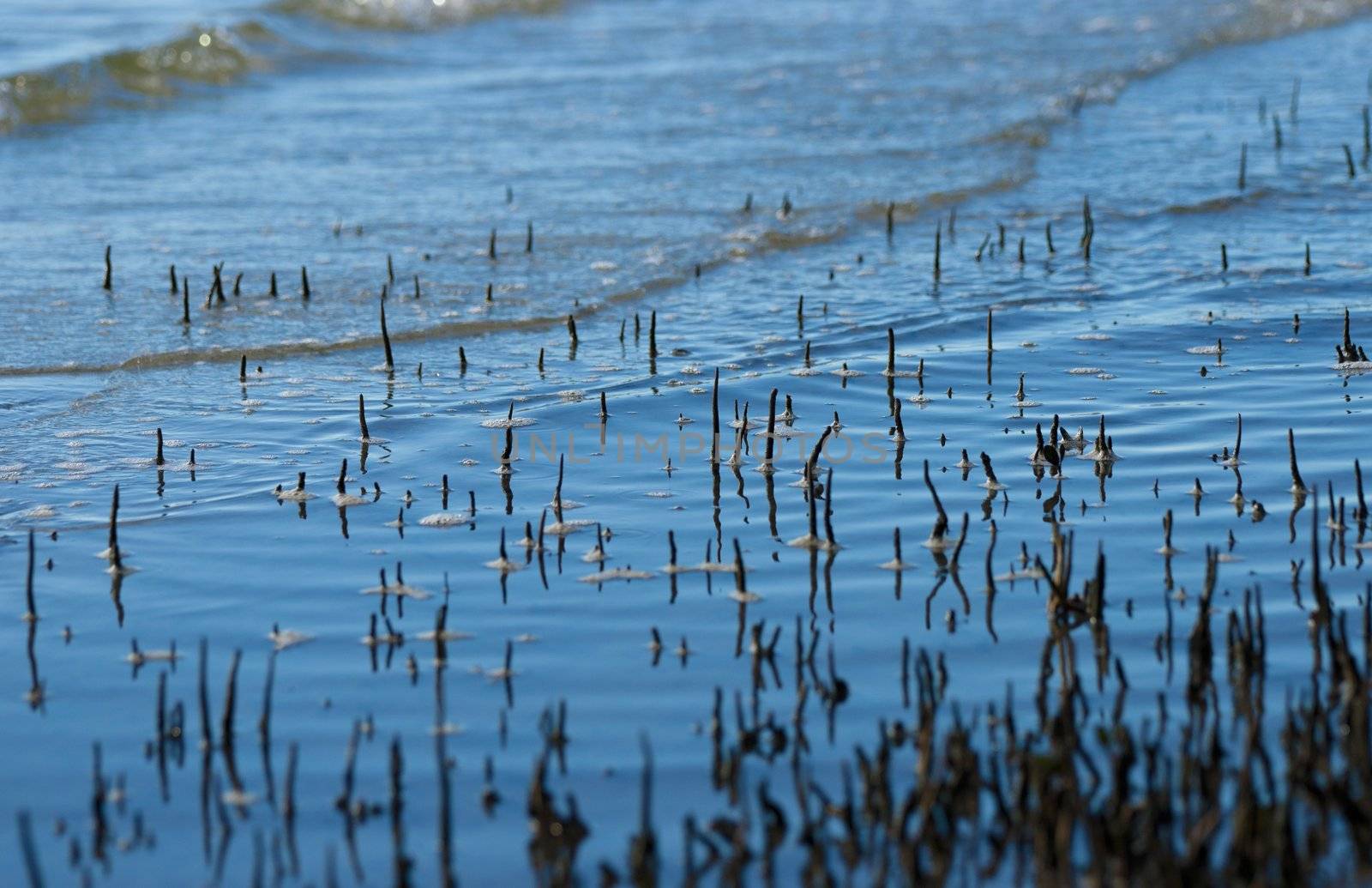 mangrove suckers coming out of the water at the beach