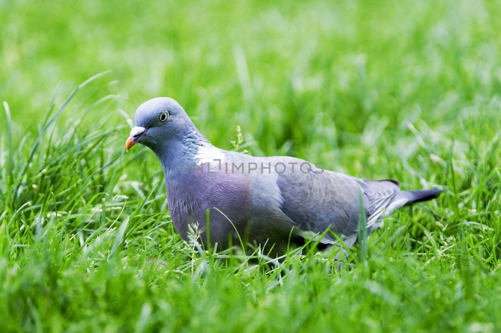 A pigeon in the grass