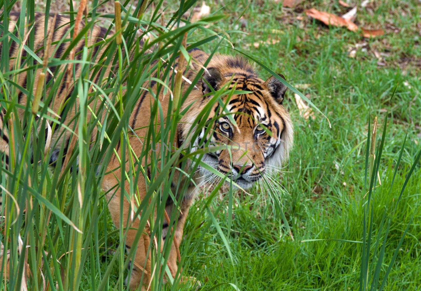 sumatran tiger by clearviewstock