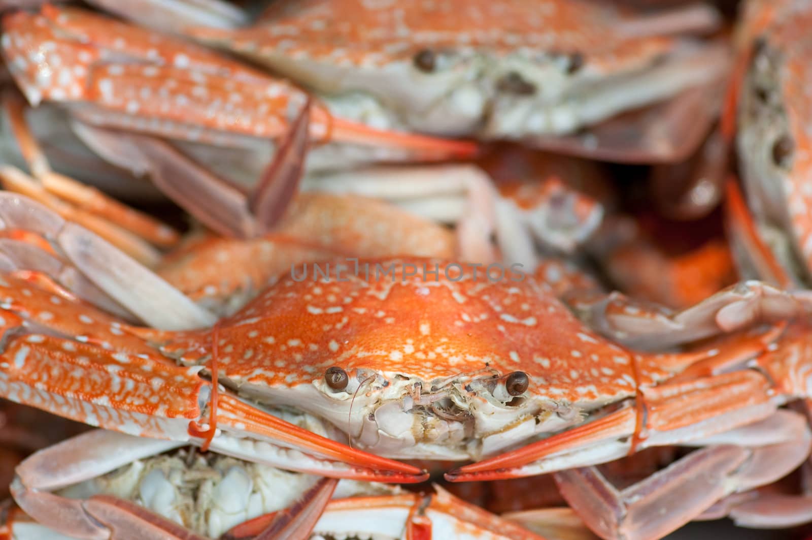 Steamed blue swimming crabs on a dish
