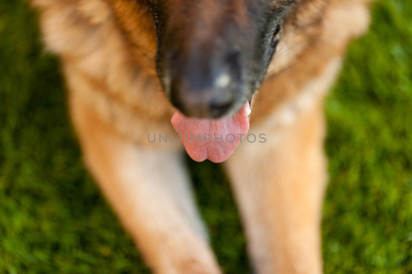 detail of a dog's tonge when breath