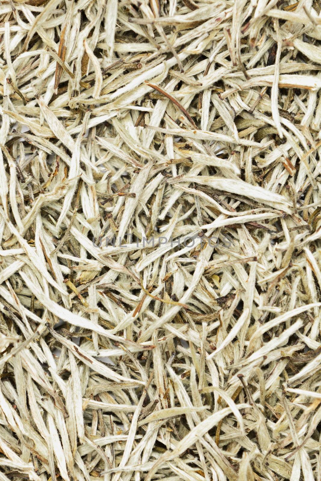 White tea leaves background texture. Silver needle chinese tea leaves premium quality luxury tea closeup.