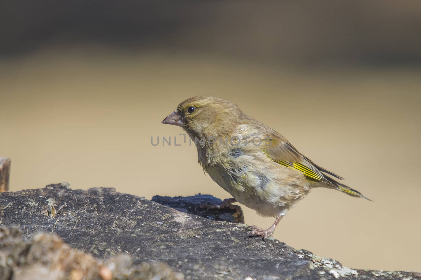 The picture of Greenfinch is shot by a tree stump in the forest at Fredriksten fortress in Halden, Norway a day in April 2013.