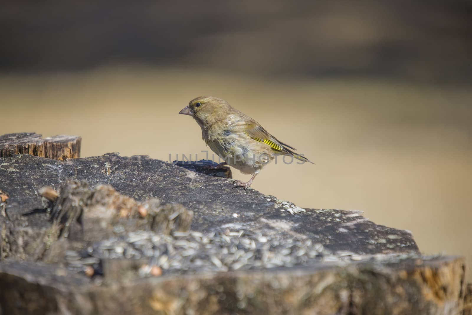 The picture of Greenfinch is shot by a tree stump in the forest at Fredriksten fortress in Halden, Norway a day in April 2013.