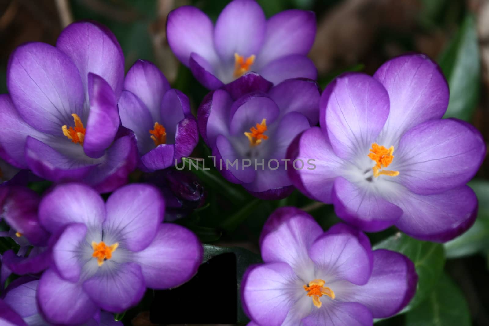 closeup picture of a crocus flower

