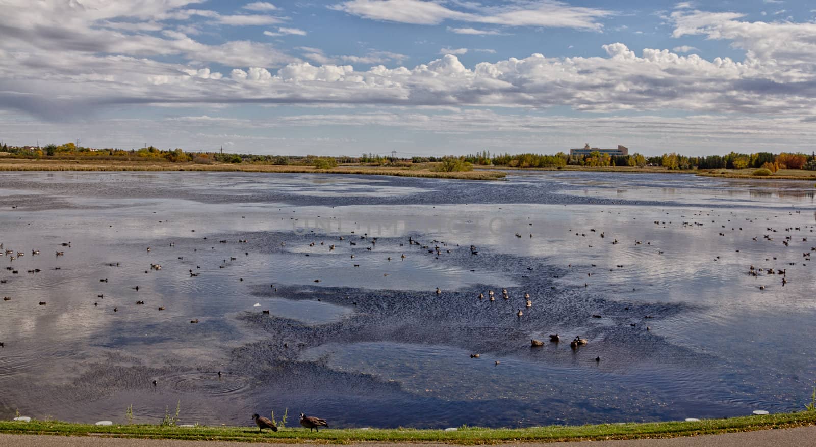 A picture of a pond with many wild geese and the reflection of the clouds