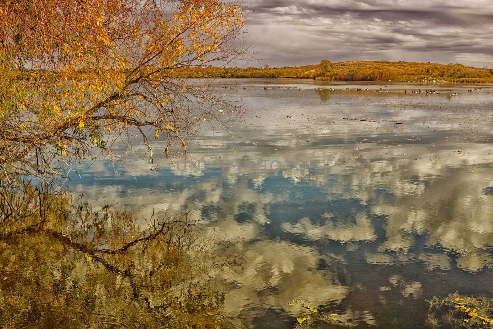 A picture of a pond with many wild geese and the reflection of the clouds