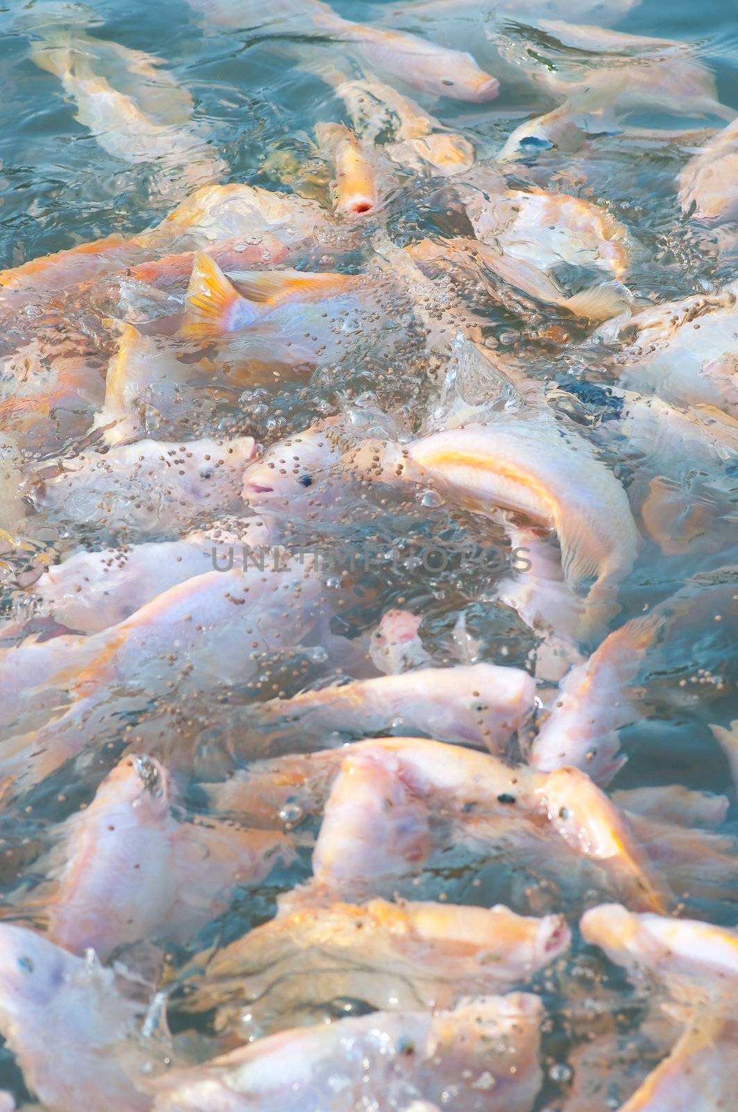 picture of many nile tilapia in a farm