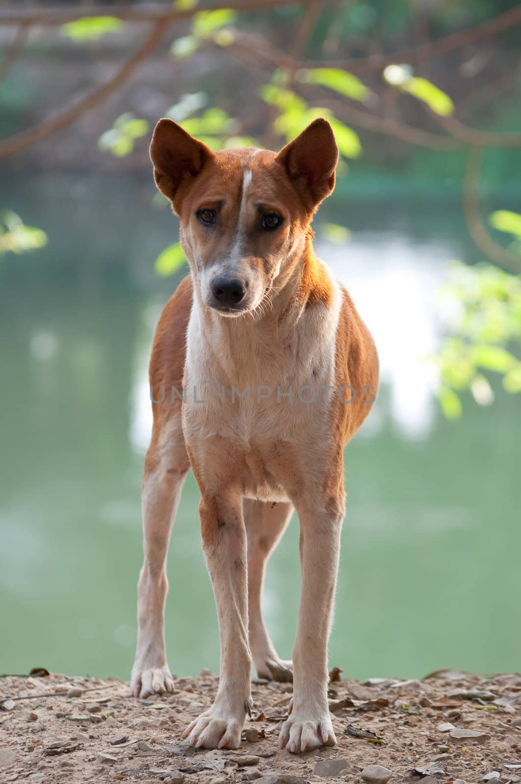 Homeless stray Thai dog on the countryside way