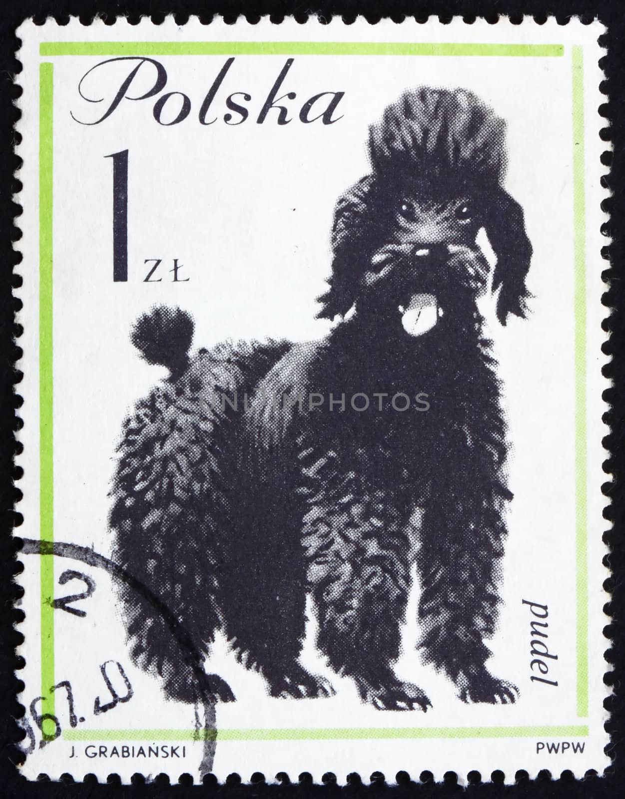 POLAND - CIRCA 1963: a stamp printed in the Poland shows Poodle, Dog, circa 1963