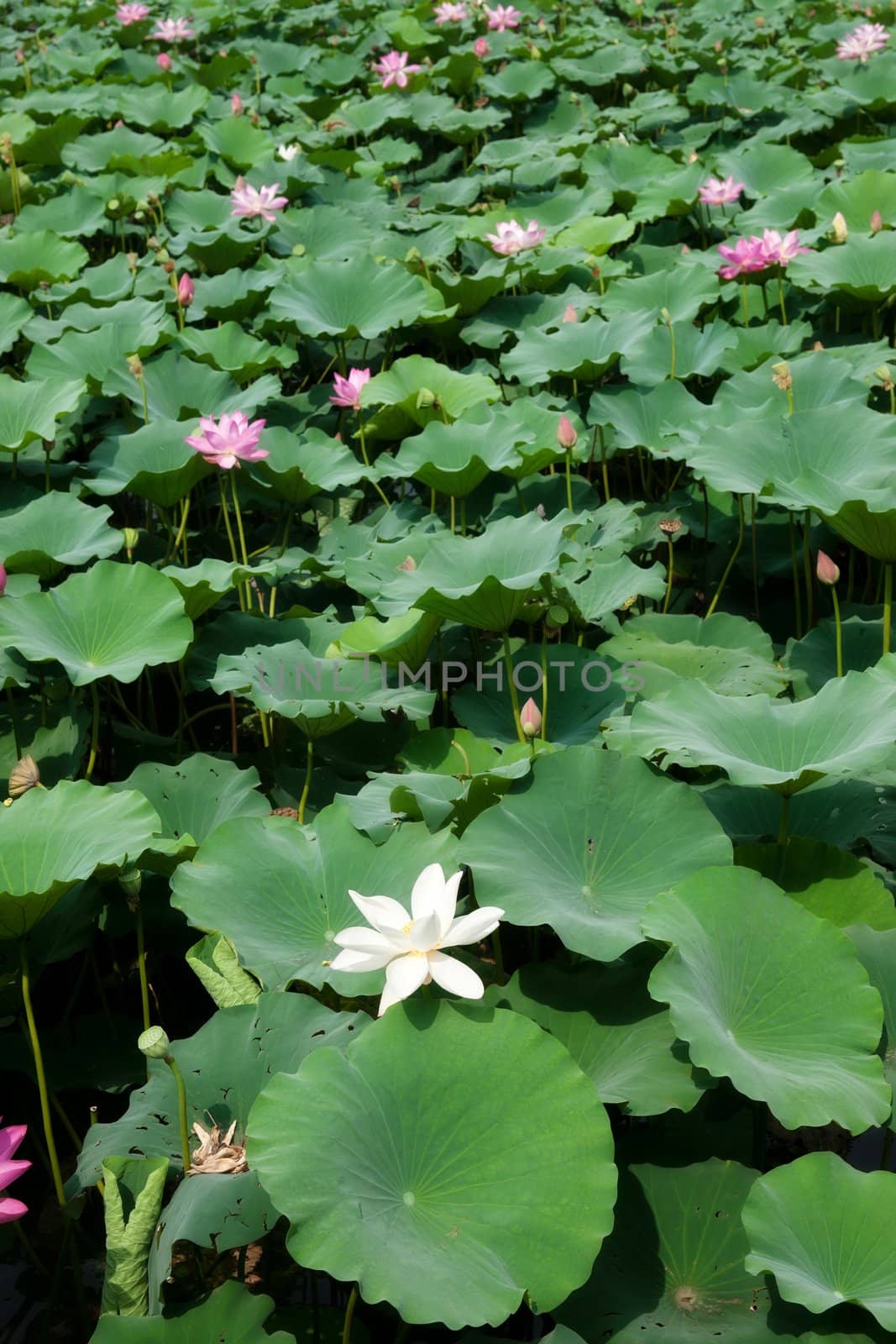 a great image of beautiful water lillies