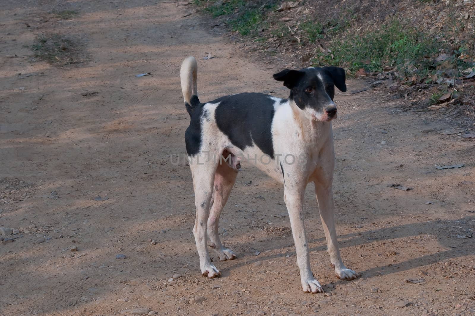 Homeless stray Thai dog on the countryside way