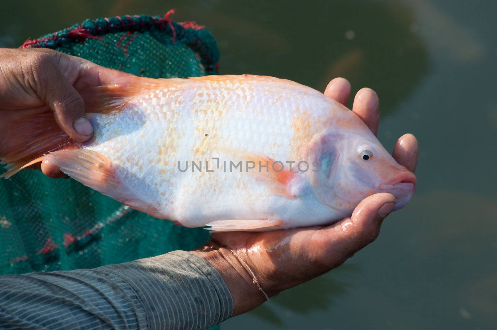 a big nile tilapia in hands