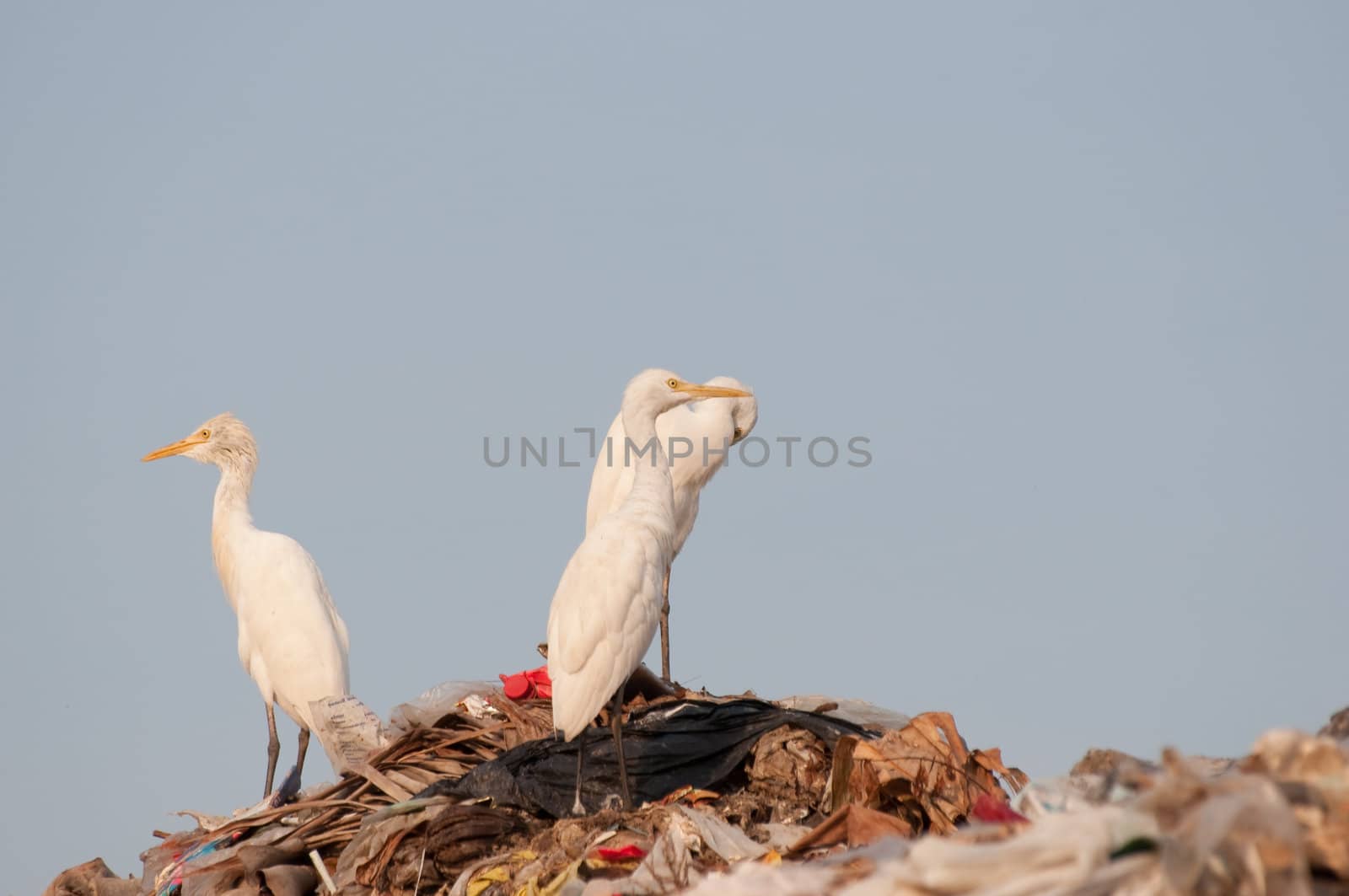 many egrets on the garbage heap