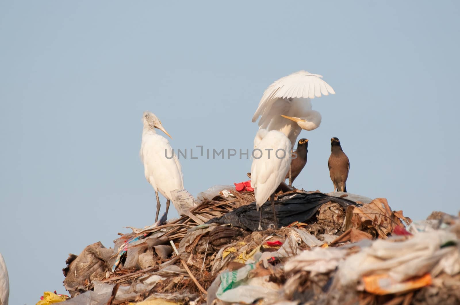 many egrets on the garbage heap