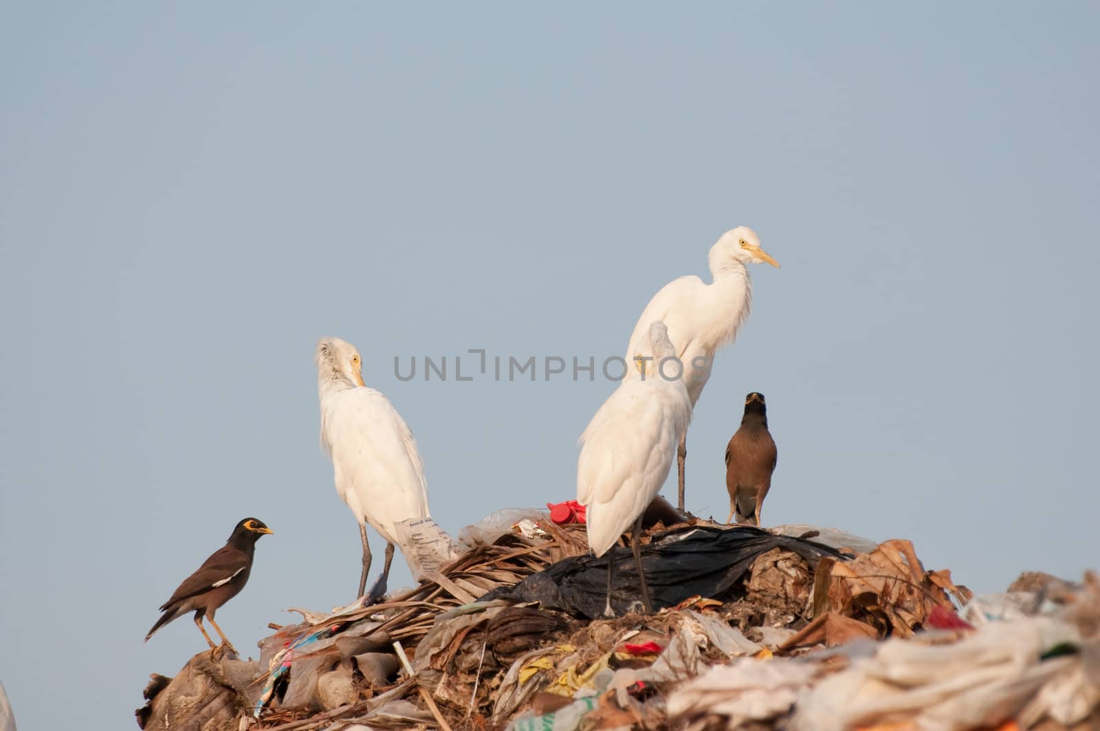 many egrets on the garbage heap