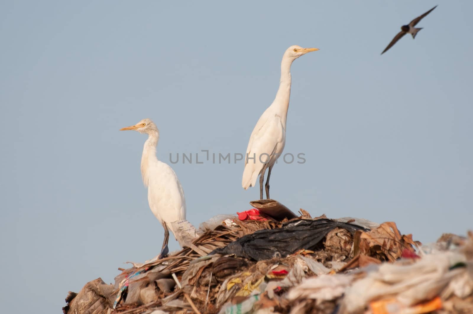 many egrets on the garbage heap
