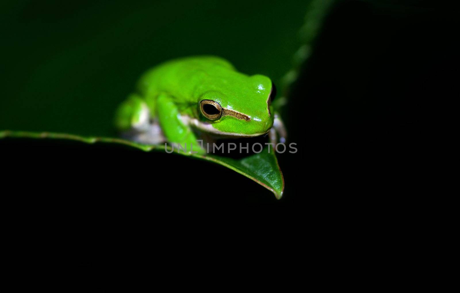 great image of a dwarf green tree frog litoria fallax on a leaf