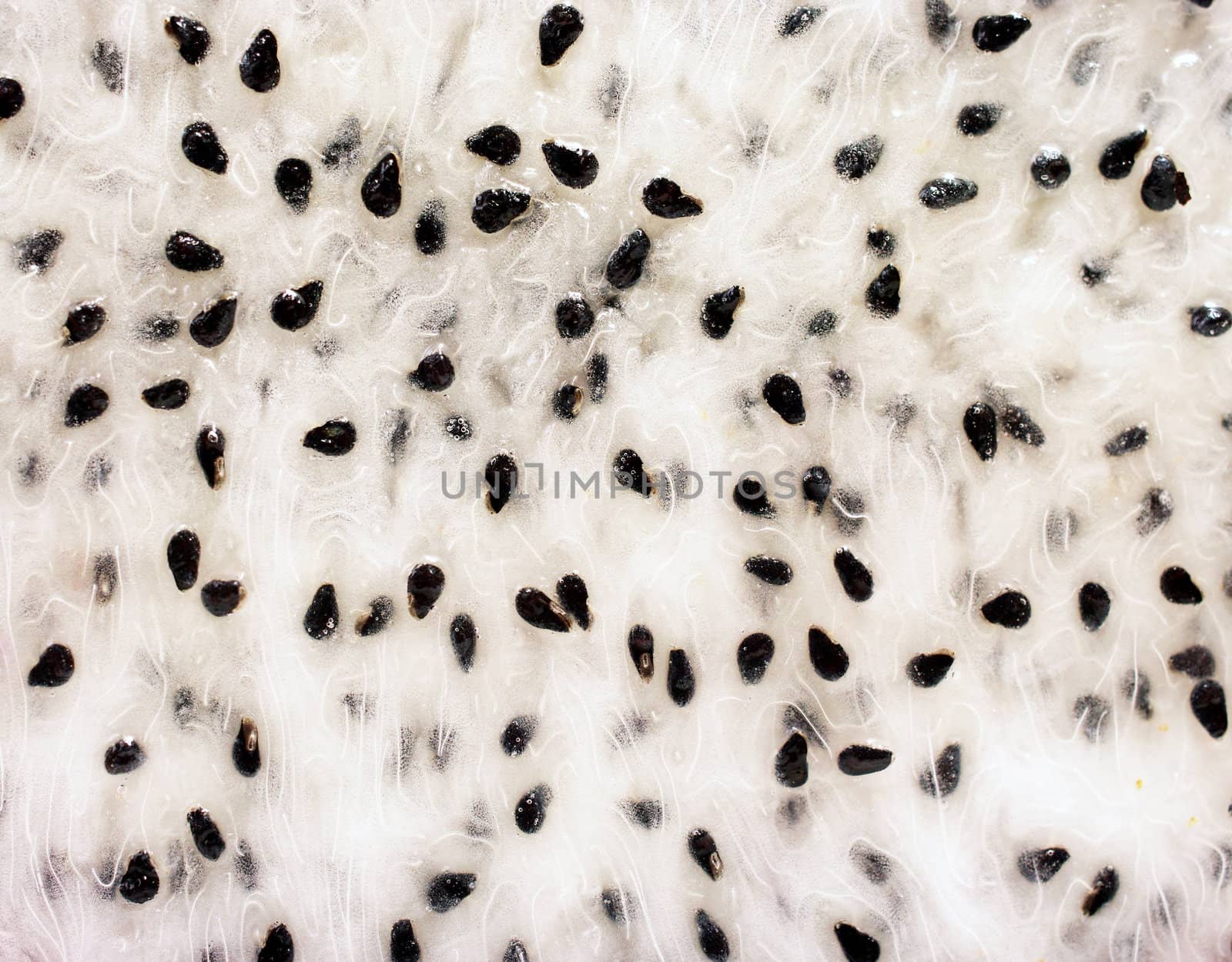 Dragon fruit seed and tissue close up background