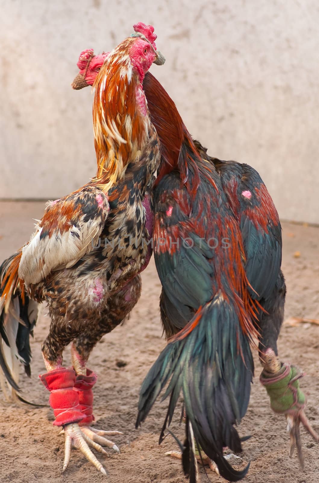 this  picture is a pair of Thai fighting cock 