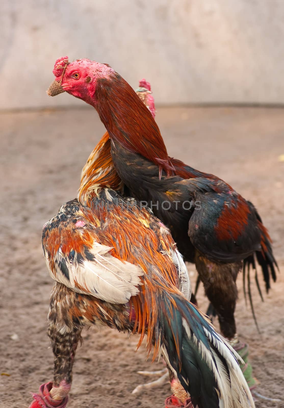 this  picture is a pair of Thai fighting cock 