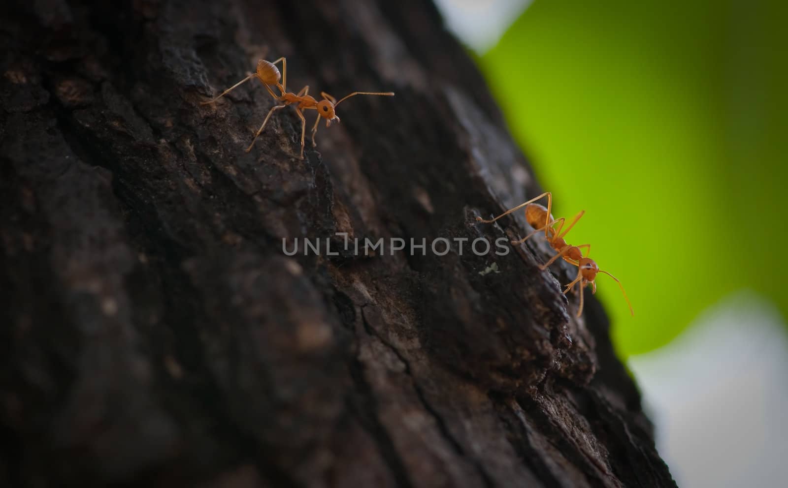 picture of red ant on a tree
