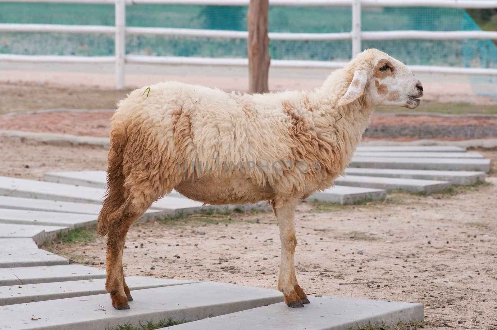 This picture  is sheeps in a farm